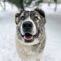 Собаки и кошки в добрые руки