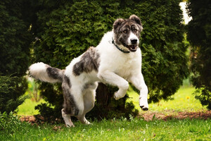 Собаки и кошки в добрые руки