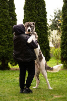 Собаки и кошки в добрые руки