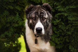 Собаки и кошки в добрые руки