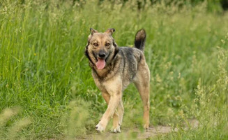 Собаки и кошки в добрые руки