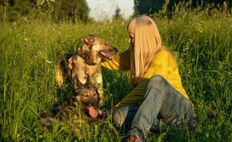 Собаки и кошки в добрые руки