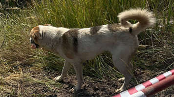 Собаки и кошки в добрые руки