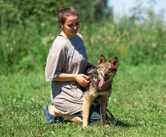 Собаки и кошки в добрые руки