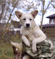 Собаки и кошки в добрые руки