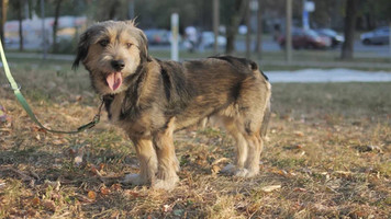 Собаки и кошки в добрые руки