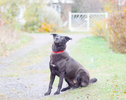 Собаки и кошки в добрые руки