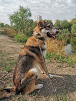 Собаки и кошки в добрые руки