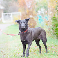 Собаки и кошки в добрые руки