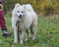 Собаки и кошки в добрые руки