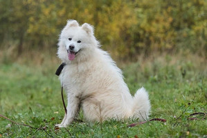 Собаки и кошки в добрые руки