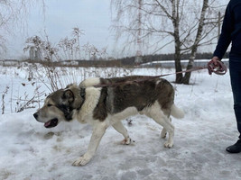 Собаки и кошки в добрые руки