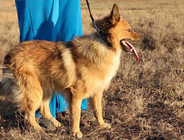 Собаки и кошки в добрые руки