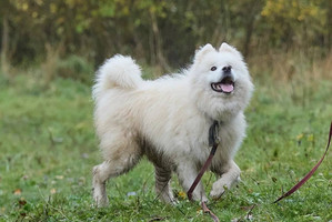 Собаки и кошки в добрые руки