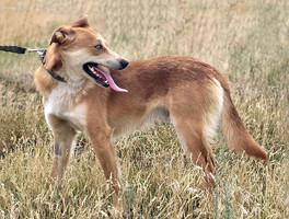 Собаки и кошки в добрые руки