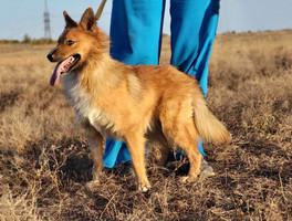 Собаки и кошки в добрые руки