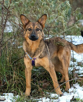 Собаки и кошки в добрые руки