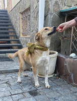 Собаки и кошки в добрые руки