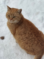 Собаки и кошки в добрые руки