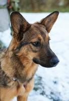 Собаки и кошки в добрые руки