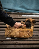 Собаки и кошки в добрые руки