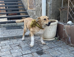 Собаки и кошки в добрые руки