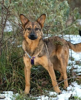 Собаки и кошки в добрые руки