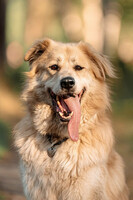 Собаки и кошки в добрые руки