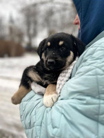 Собаки и кошки в добрые руки