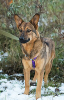 Собаки и кошки в добрые руки