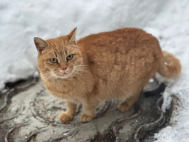 Собаки и кошки в добрые руки