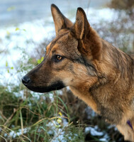 Собаки и кошки в добрые руки