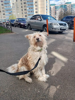 Собаки и кошки в добрые руки