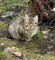 Собаки и кошки в добрые руки