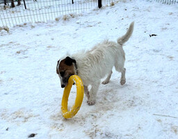 Собаки и кошки в добрые руки