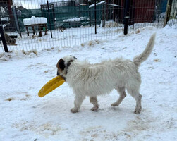 Собаки и кошки в добрые руки