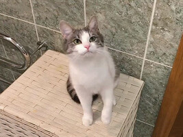 Собаки и кошки в добрые руки
