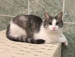 Собаки и кошки в добрые руки