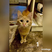 Собаки и кошки в добрые руки