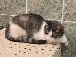 Собаки и кошки в добрые руки