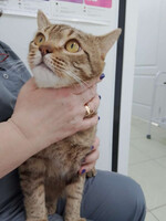Собаки и кошки в добрые руки