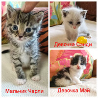 Собаки и кошки в добрые руки