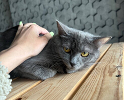 Собаки и кошки в добрые руки