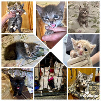 Собаки и кошки в добрые руки
