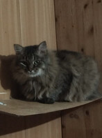 Собаки и кошки в добрые руки