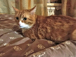 Собаки и кошки в добрые руки