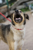 Собаки и кошки в добрые руки