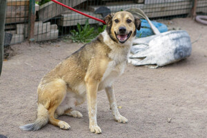 Собаки и кошки в добрые руки