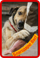 Собаки и кошки в добрые руки