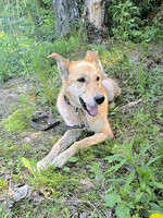 Собаки и кошки в добрые руки